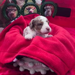 Cupid - Merle male Cavapoo puppy in Austin, Texas from Doodles of Central Texas