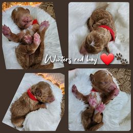 Red boy - Red  Goldendoodle puppy in Wellford, South Carolina from 4goldendoodles