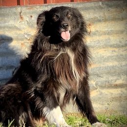 Jag - Australian Shepherd