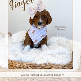 Ginger - Red  female Goldendoodle puppy in Bell Buckle, Tennessee from Precious Puptown Doodles