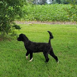 Harper - Portuguese Water Dog