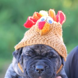 Blue Collar Male - Brindle male Boerboel puppy in Lubbock, Texas from Bushido Boerboels