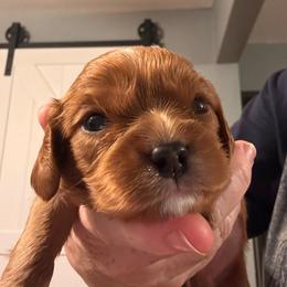 Romero - Ruby male Cavalier King Charles Spaniel puppy in Lambertville, Michigan from Dream Dog LLC