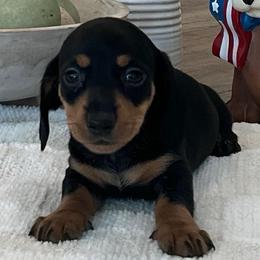 Harley - Black and tan male Dachshund puppy in Menifee, California from Dachshunds in SoCal