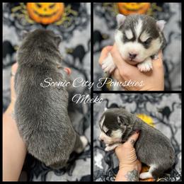 Meeko - Blue female Pomsky puppy in Rossville, Georgia from Scenic City Pomskies