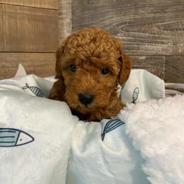 Tucker - Red  male Poodle puppy in Osseo, Michigan from Paws in the Country