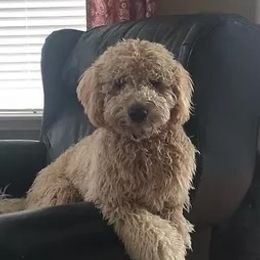 Penney - Goldendoodle