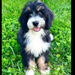Denver - Bernedoodle