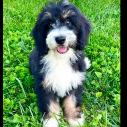 Denver - Bernedoodle
