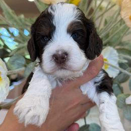 Vince - Brown and white male Cockapoo puppy in Yuciapa, California from AlltheDoodlez_
