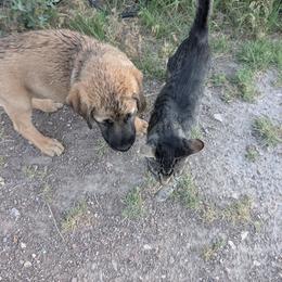 Anatolian Shepherd Dog and Labrador Retriever Puppies from Learning With Dogs