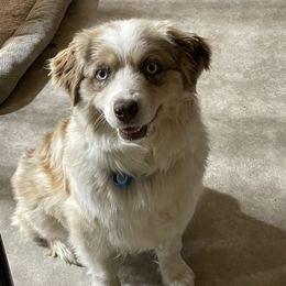 Tahiti - Miniature Australian Shepherd