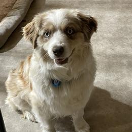 Tahiti - Miniature Australian Shepherd