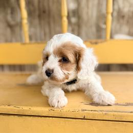 George - Blenheim male Cavapoo puppy in Preston, Idaho from Shaffer Top Notch Puppies
