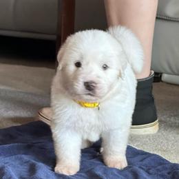 Roo - White male Great Pyrenees puppy in Murfreesboro, Tennessee from Storybook Tails Farm