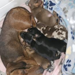 Dachshund Puppies from Opal's Gemstone Doxies
