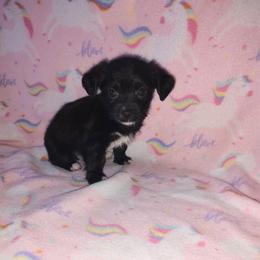 Lola - Tri-color female Yorkipoo puppy in Lapeer, Michigan from Puppy Kisses