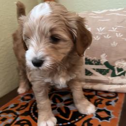 Tan collar boy - Apricot male Goldendoodle puppy in Fairfield, California from Twin Sisters Doodles