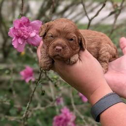 Hickory - Red male Cavapoo puppy in Coshocton, Ohio from Forever Family Puppies