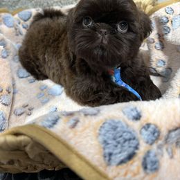 Ash - Chocolate male Shih Tzu puppy in California from Fairy Tails Shih Tzus CA