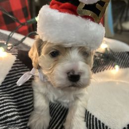 Gabe - Sable and white male Cockapoo puppy in Elgin, Texas from Good Grief Doodles