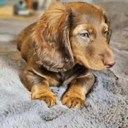 Dachshund Puppies from butter beans babies