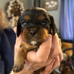 Loretta - Black and tan female Cavalier King Charles Spaniel puppy in Lambertville, Michigan from Dream Dog LLC
