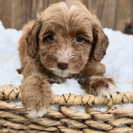 Purple - Caramel red female Australian Labradoodle puppy in Auburn, Washington from West Valley Labradoodles