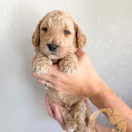 Everest (black collar) - Cream male Goldendoodle puppy in Murrieta, California from Apricot Poodles & Goldendoodles, LLC