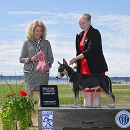 Bull Terrier All Grown Up from Odyssey Bull Terriers