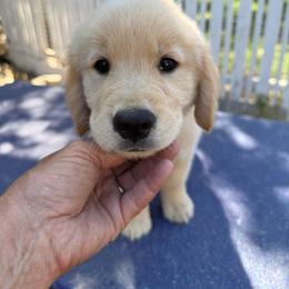 Green Collar Sweetie - Golden male Golden Retriever puppy in Squaw Valley, California from Bear Mountain