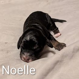 Noelle - Black and tan female Cockapoo puppy in Sunset, Louisiana from Cano Cockapoos