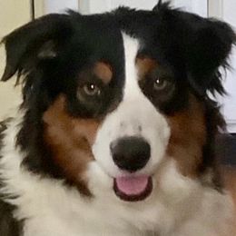 Zoe - Miniature Australian Shepherd