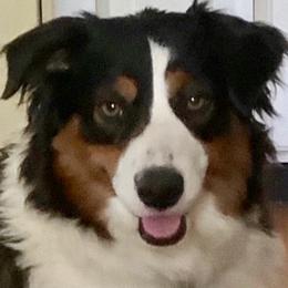 Zoe - Miniature Australian Shepherd