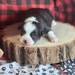 Raven - Black tri female Miniature Australian Shepherd puppy in California from Eagle River Aussies