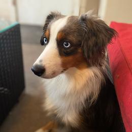 Delta - Miniature American Shepherd