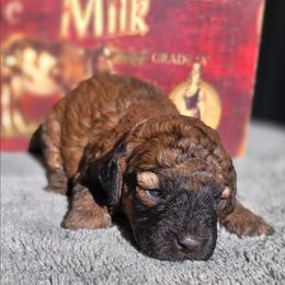 Lilo - Sable female Cockapoo puppy in Indiahoma, Oklahoma from Phamily Doodles