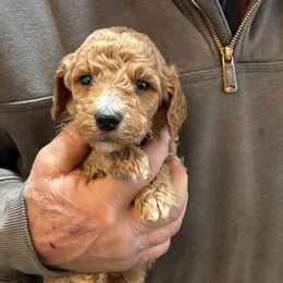 We-Be-Giant - Apricot male Poodle puppy in St. Johnsbury, Vermont from Poodles of the Northern Woods