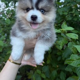 Filin - Tri-color male Pomsky puppy in Fort Laudardale, Florida from Pomsky Florida