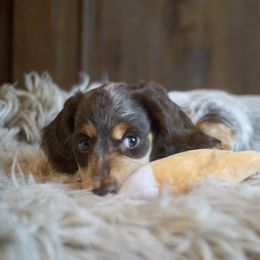 Dachshund Puppies from Dachshund Den