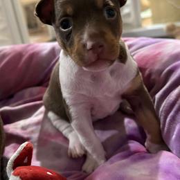 Rat Terrier Puppies from The Puppy Patch Rat Terriers