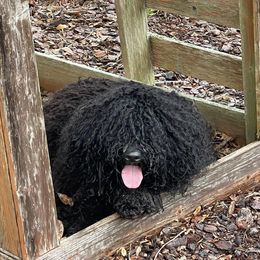 Puli All Grown Up from Bowmaker Pulik