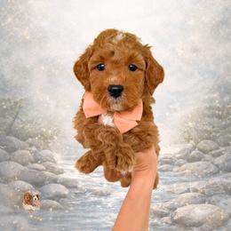Abide - Red  male Goldendoodle puppy in Canton, Georgia from Teddy Puppies