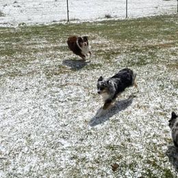 Miniature Australian Shepherds from 4M Australian Shepherds