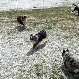 Miniature Australian Shepherds from 4M Australian Shepherds