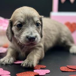 Valentina AKC limited - Gray (blue) and cream female Dachshund puppy in Bartlesville, Oklahoma from OkieDokieDox