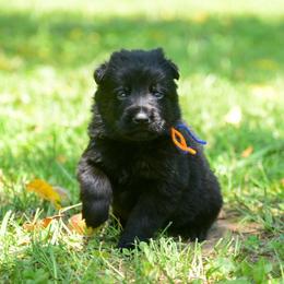 Black boy - Black male German Shepherd puppy in Clarkrange, Tennessee from Vom Wolff