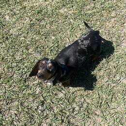 Marley - Dachshund