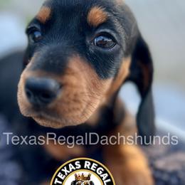 Dachshund Puppies from Texas Regal Dachshunds LLC