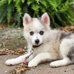 Bernedoodle, Cavapoo, and Pomsky Puppies from Hatz Off Puppies